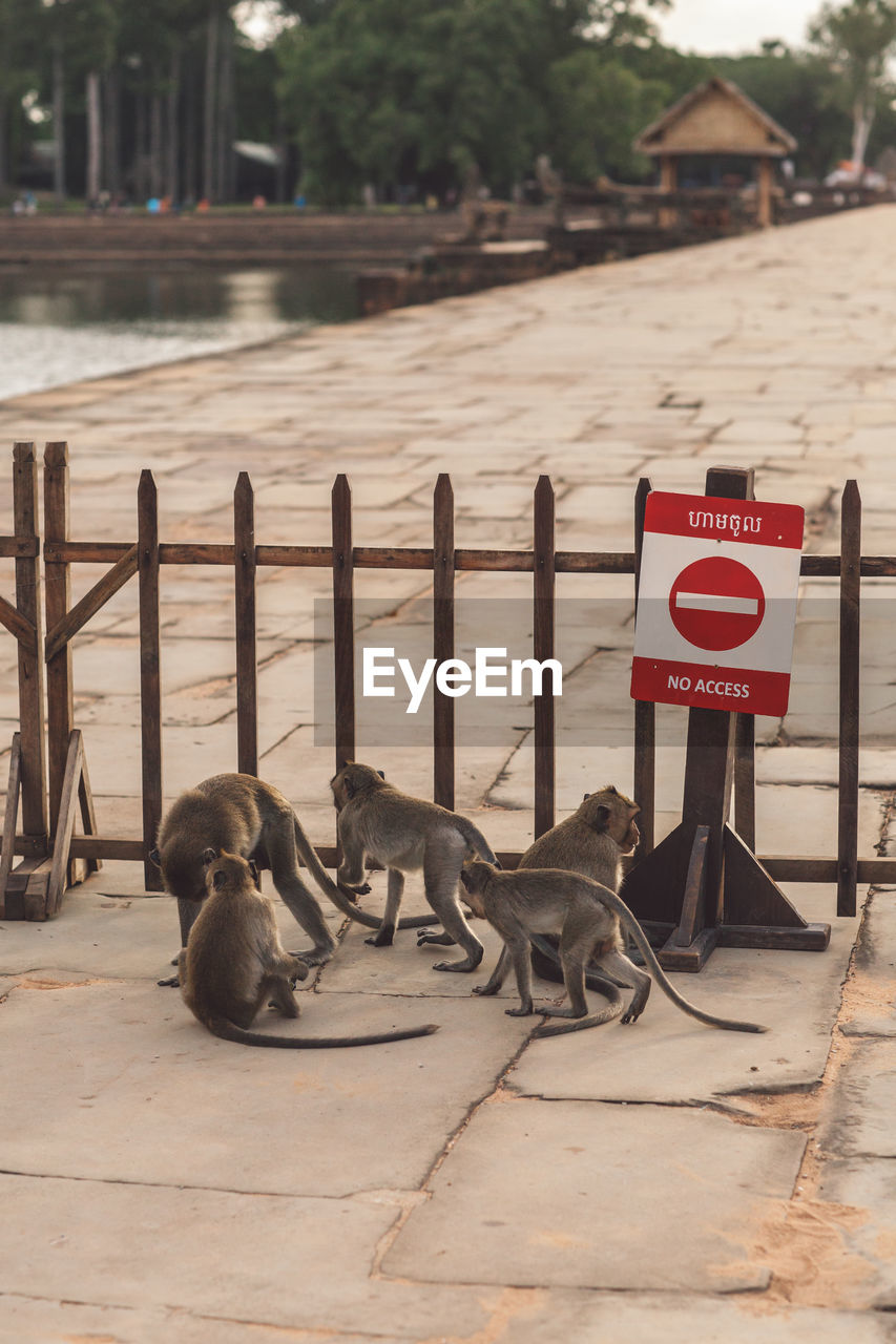 View of monkeys in a temple 