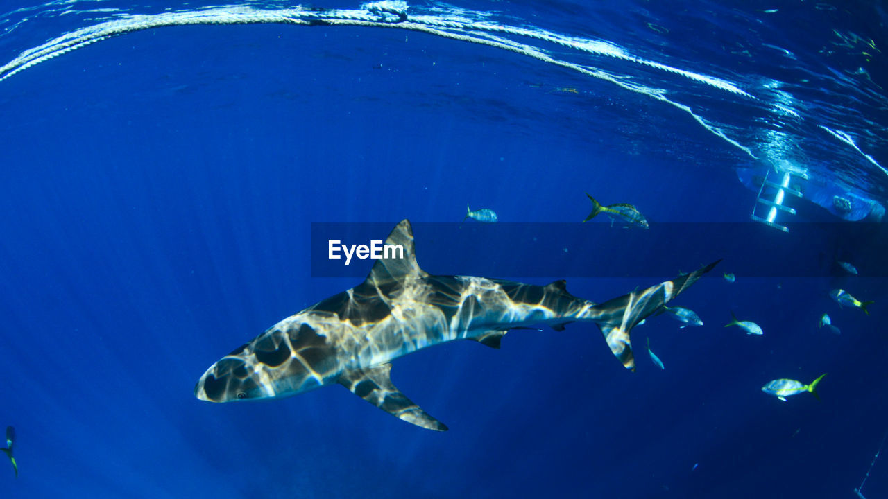 Shark swimming in sea