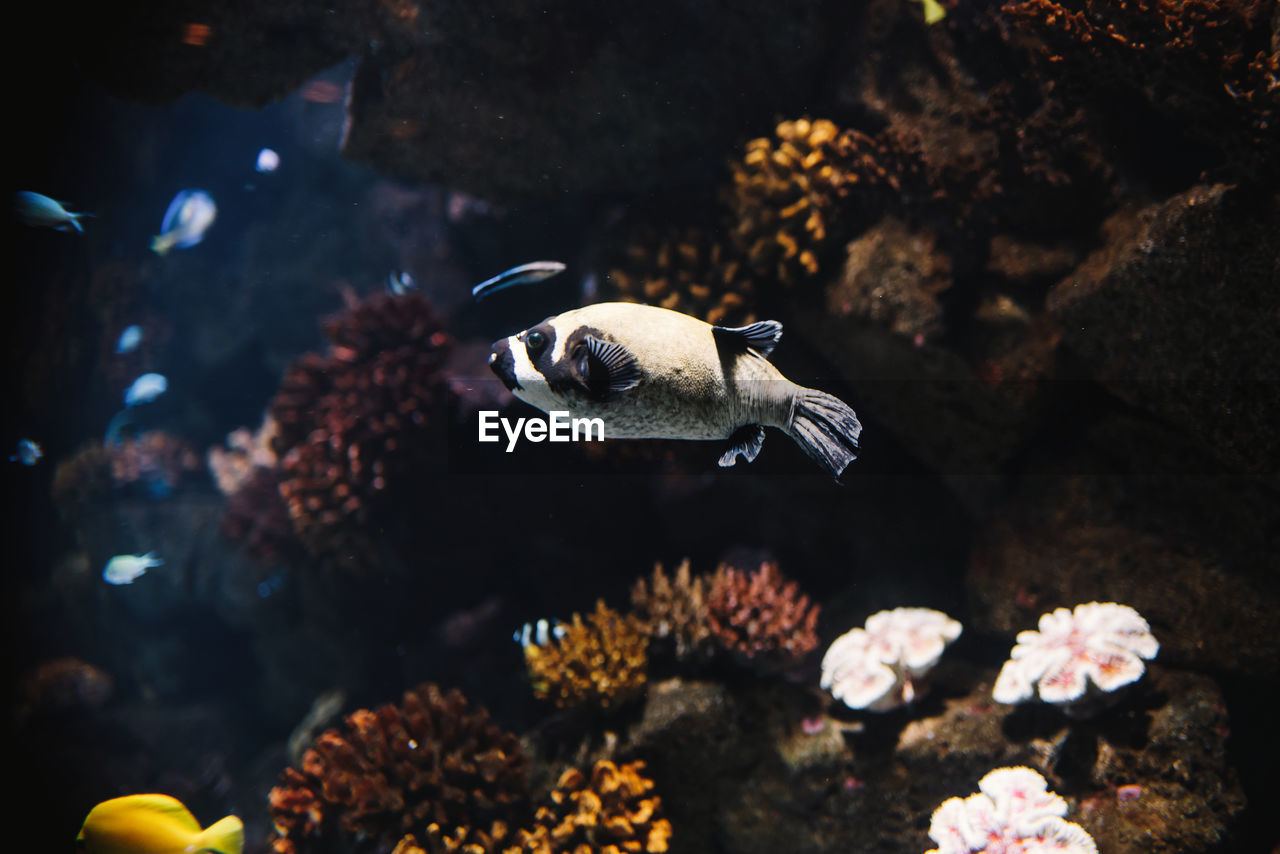 Colorful small archerfish with black stripes underwater in aquarium on blurred background