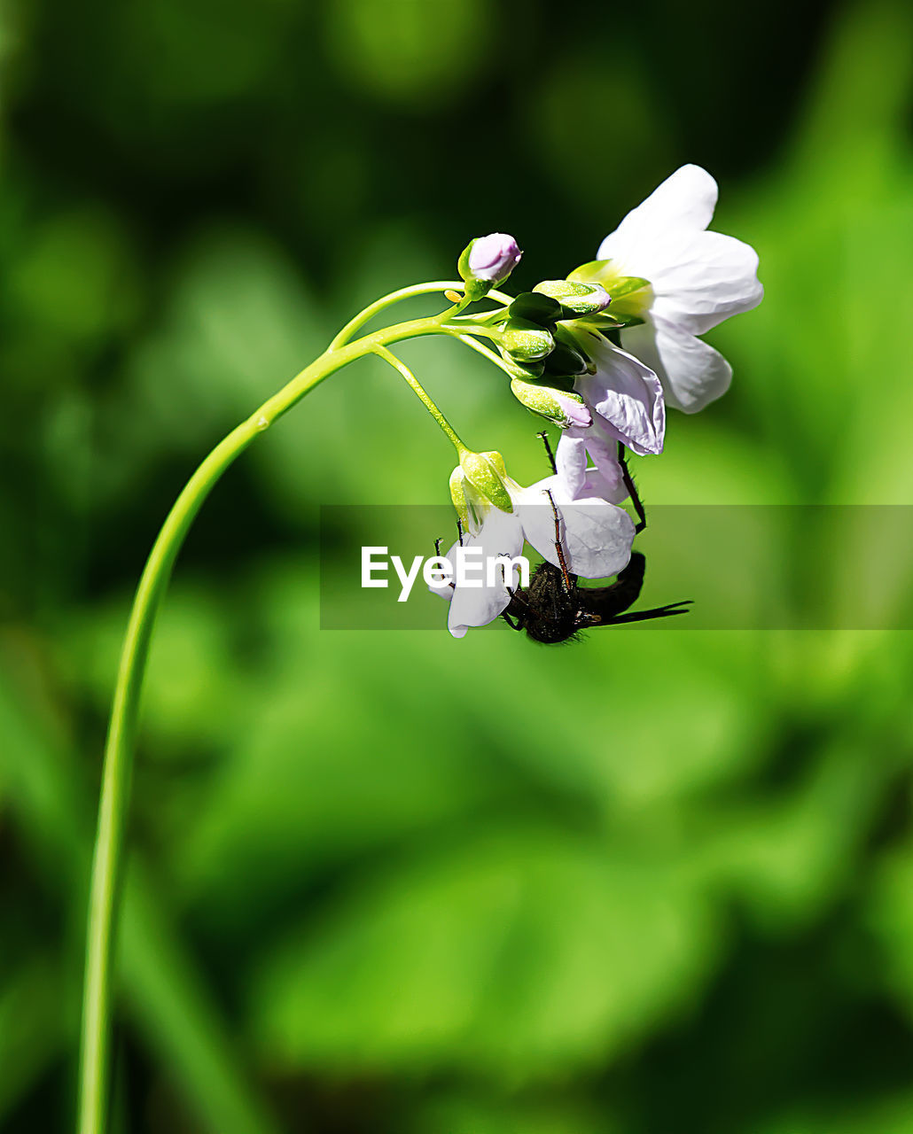 CLOSE-UP OF INSECT POLLINATING ON WHITE FLOWER