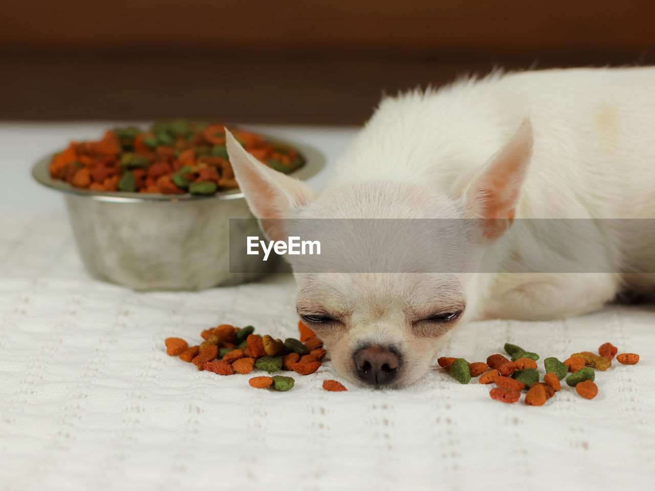 CLOSE-UP OF A DOG LYING ON THE GROUND