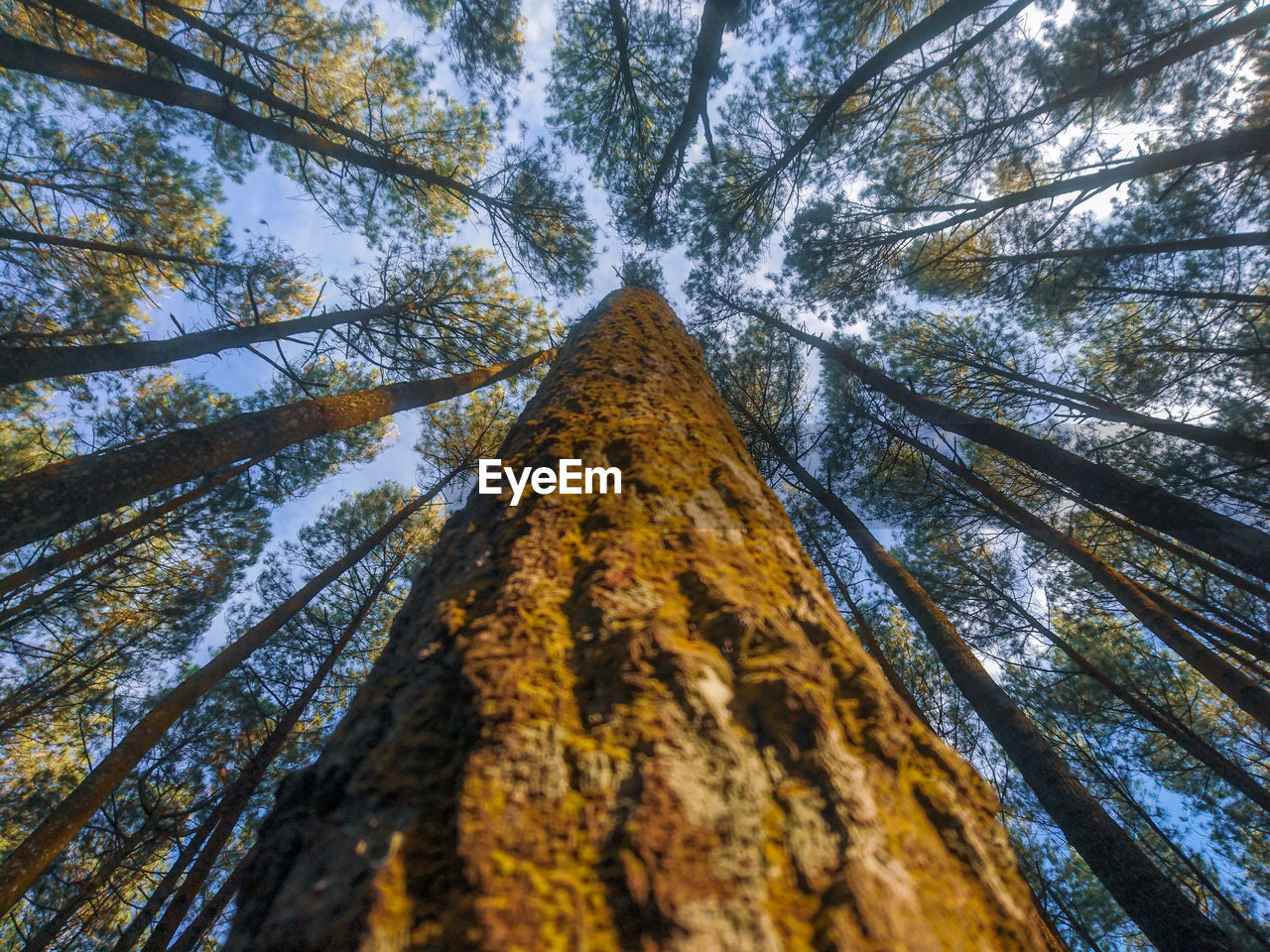 Directly below shot of trees in forest