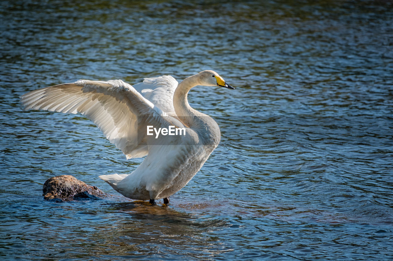 Swan with spread wings on lake