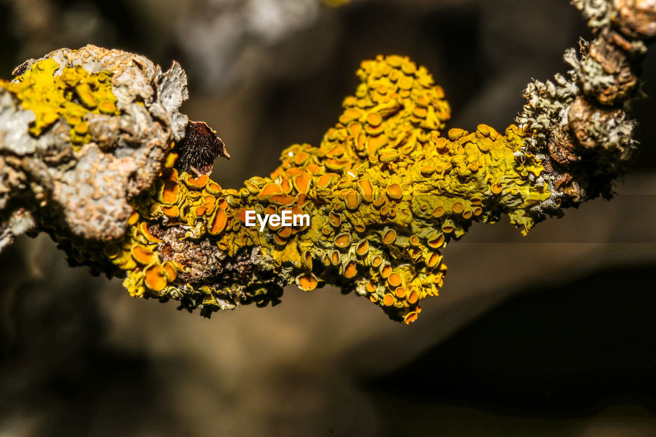 Close-up of yellow flowering plant