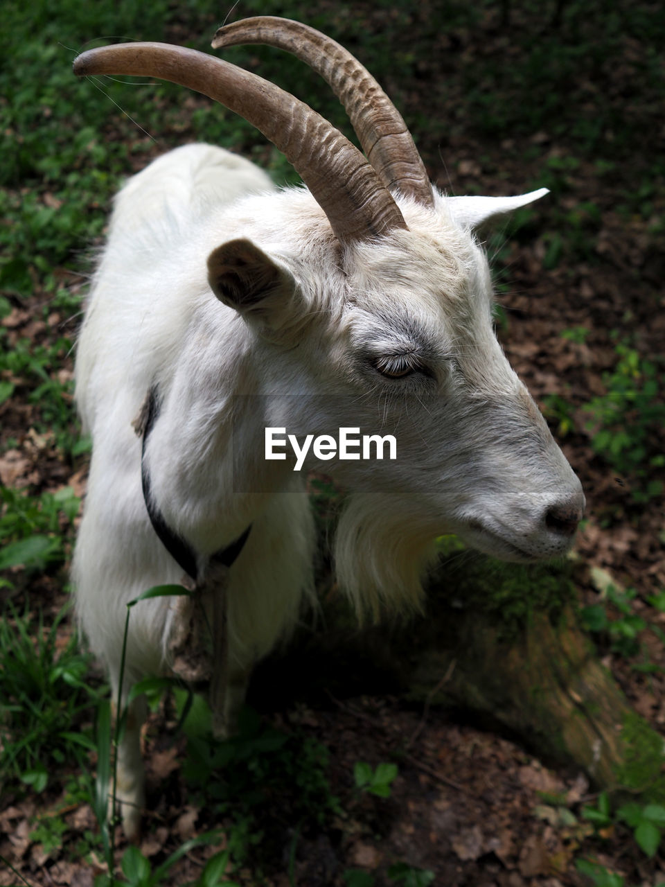 High angle view of white goat standing in forest