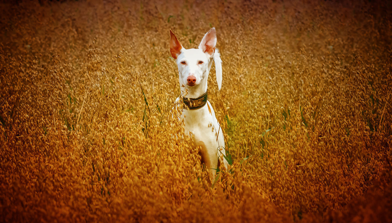 PORTRAIT OF CUTE DOG RUNNING ON GRASS