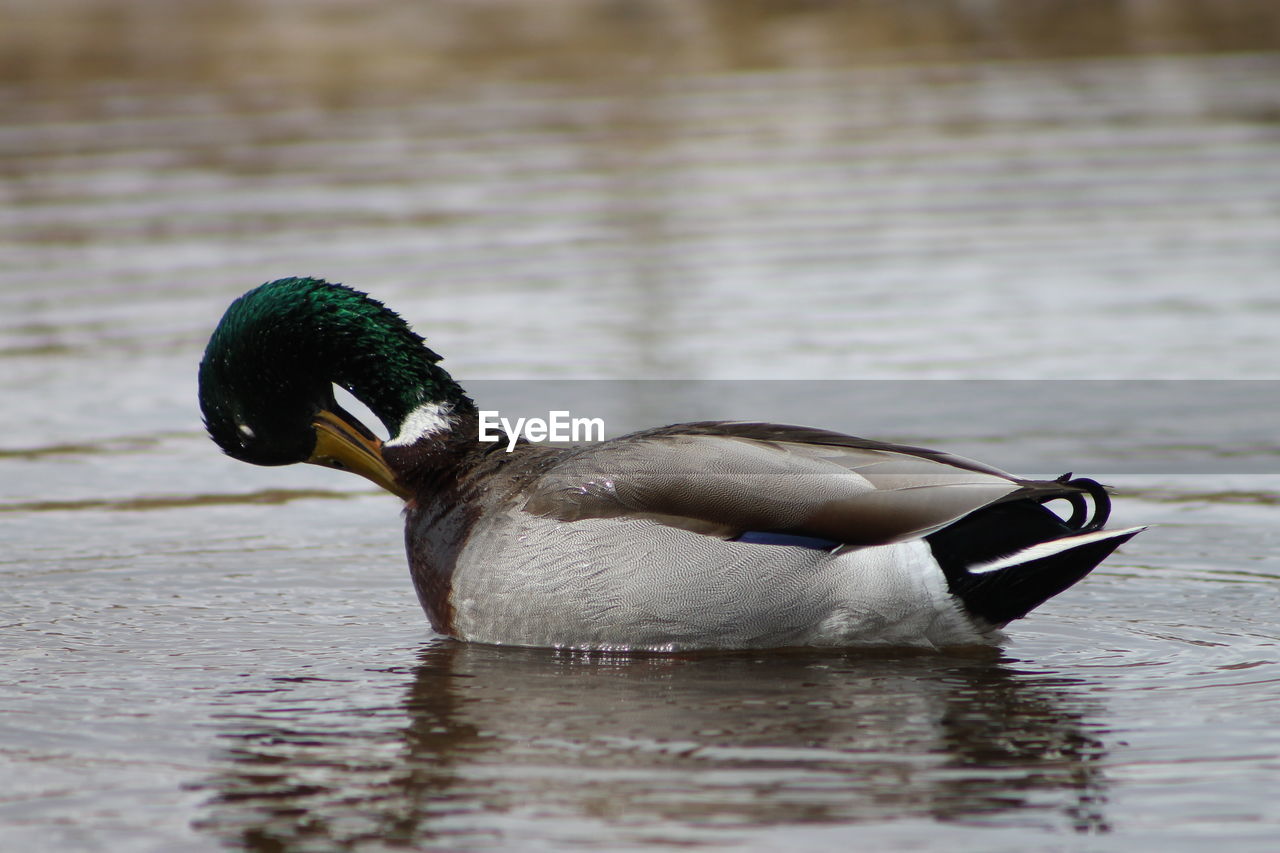 CLOSE-UP OF BIRD SWIMMING IN LAKE