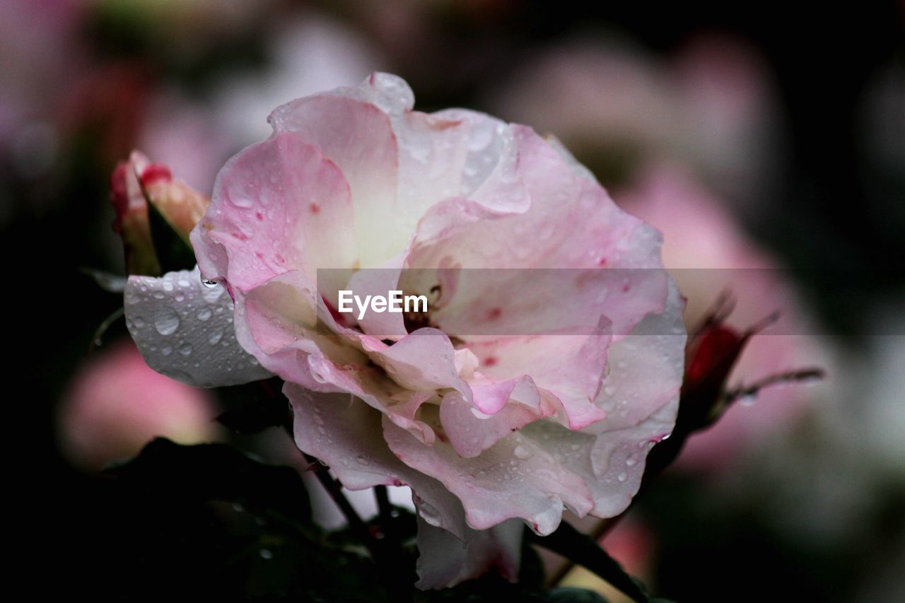 Close-up of fresh wet pink flower blooming in garden