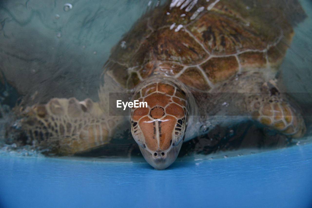 CLOSE-UP OF TURTLE SWIMMING