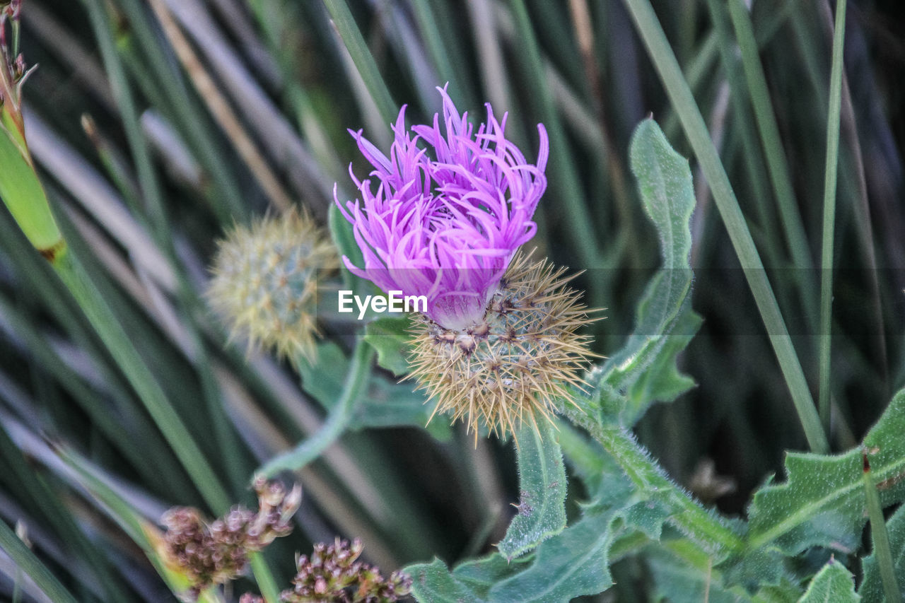 Close-up of purple thistle flower