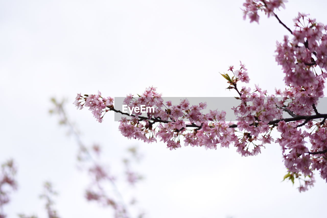 LOW ANGLE VIEW OF PINK FLOWERS ON TREE BRANCH