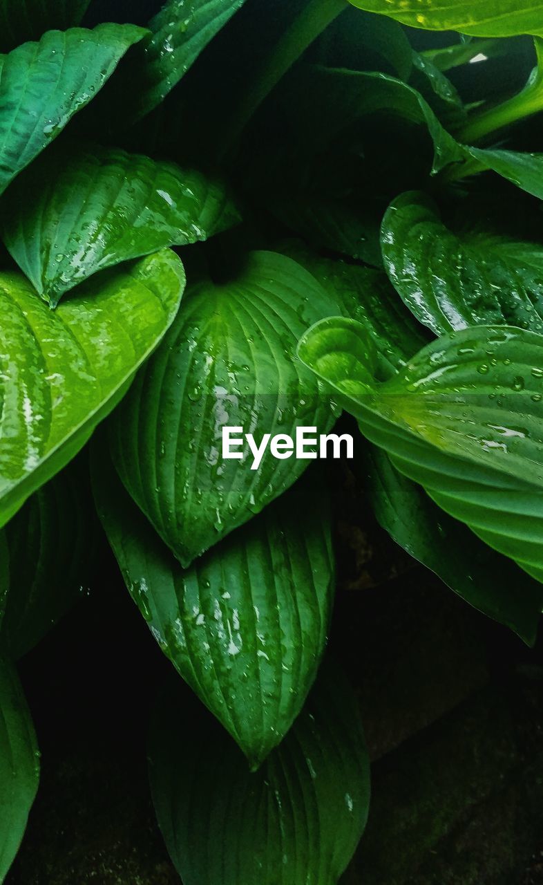 FULL FRAME SHOT OF WET GREEN PLANT