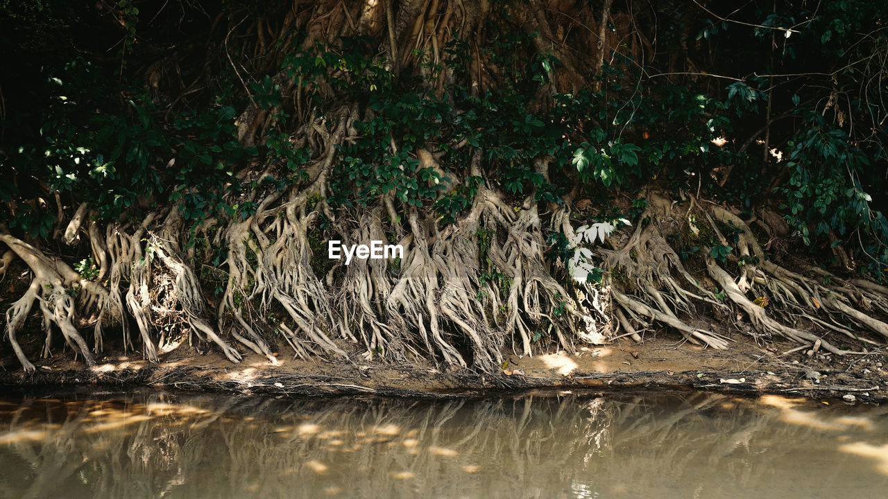 REFLECTION OF TREES IN WATER