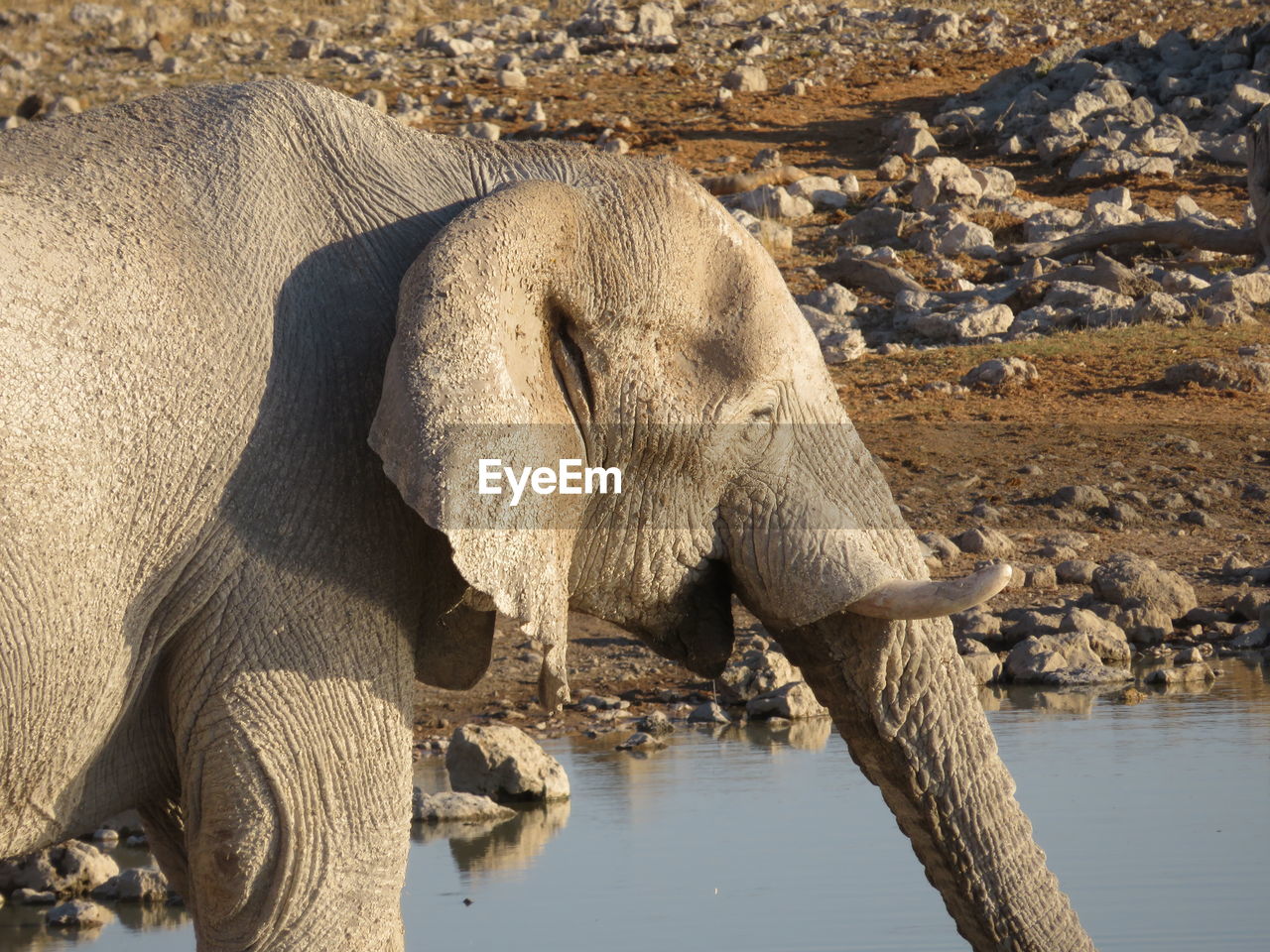 ELEPHANT DRINKING WATER