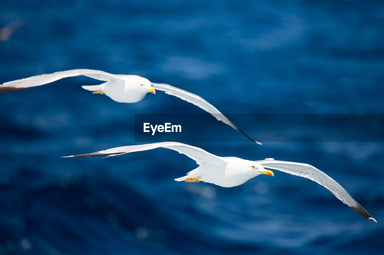 SEAGULL FLYING