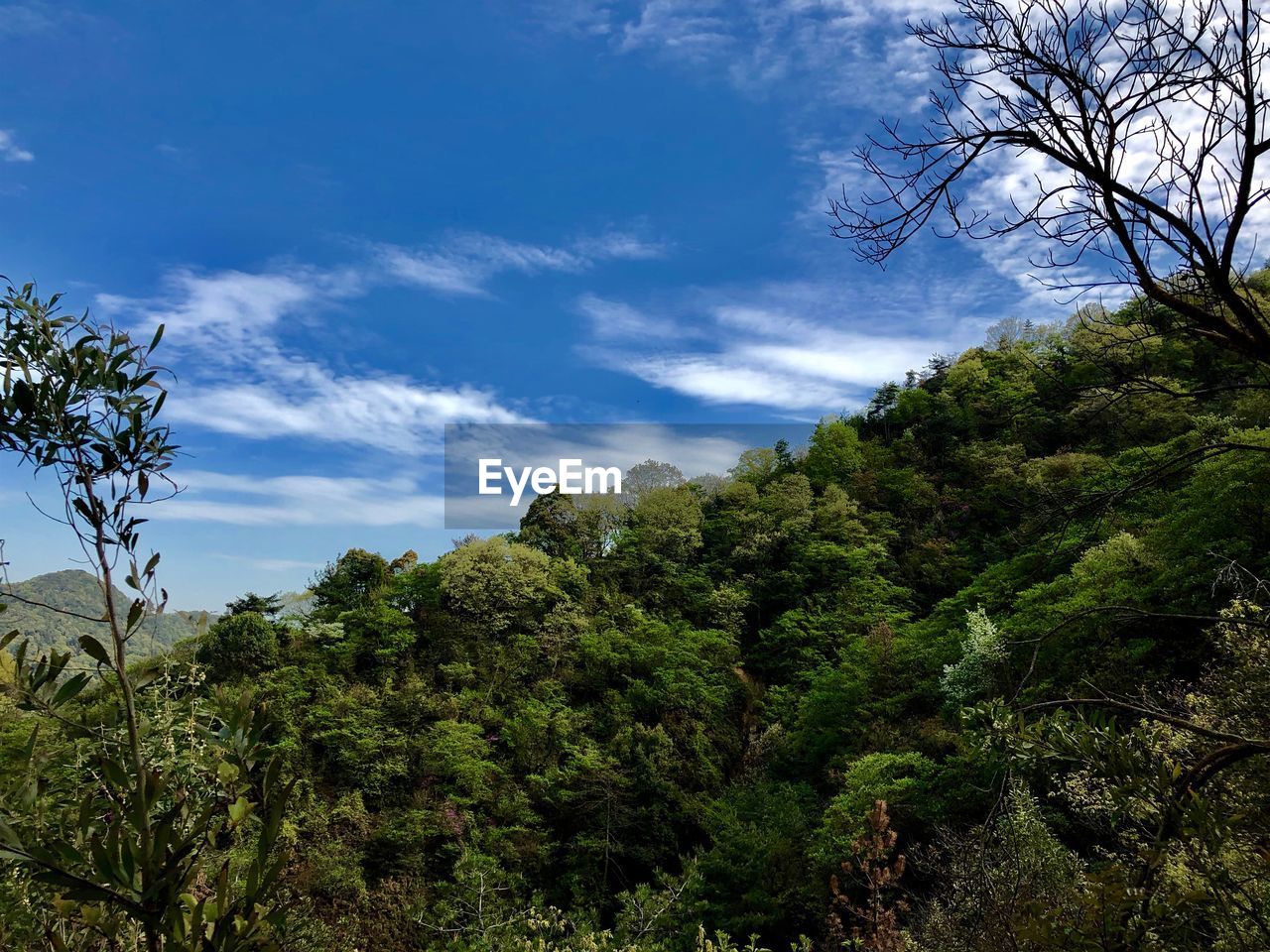 Trees and plants growing on land against sky