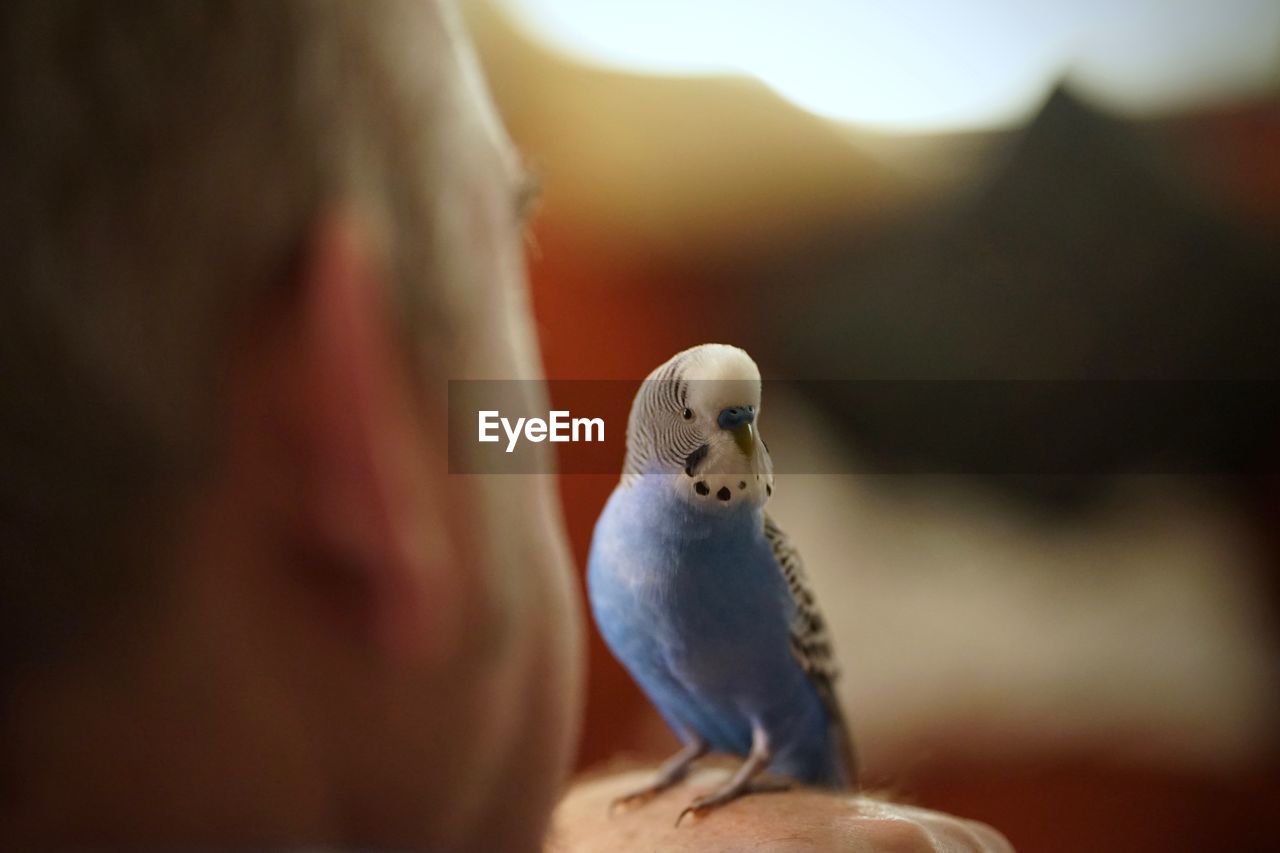 Tame cute blue talking budgerigar with human owner