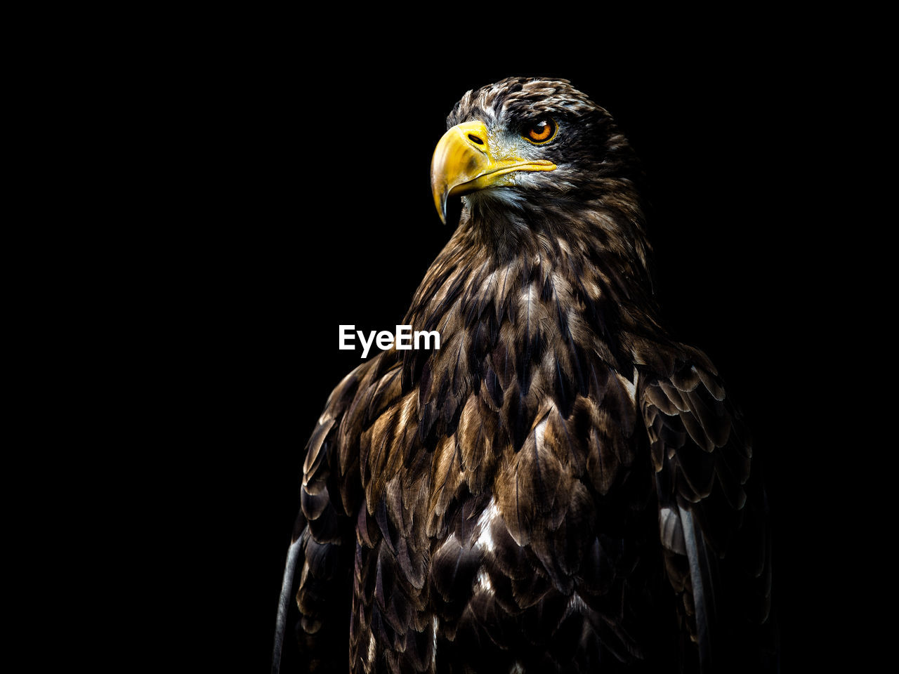 Close-up of hawk against black background