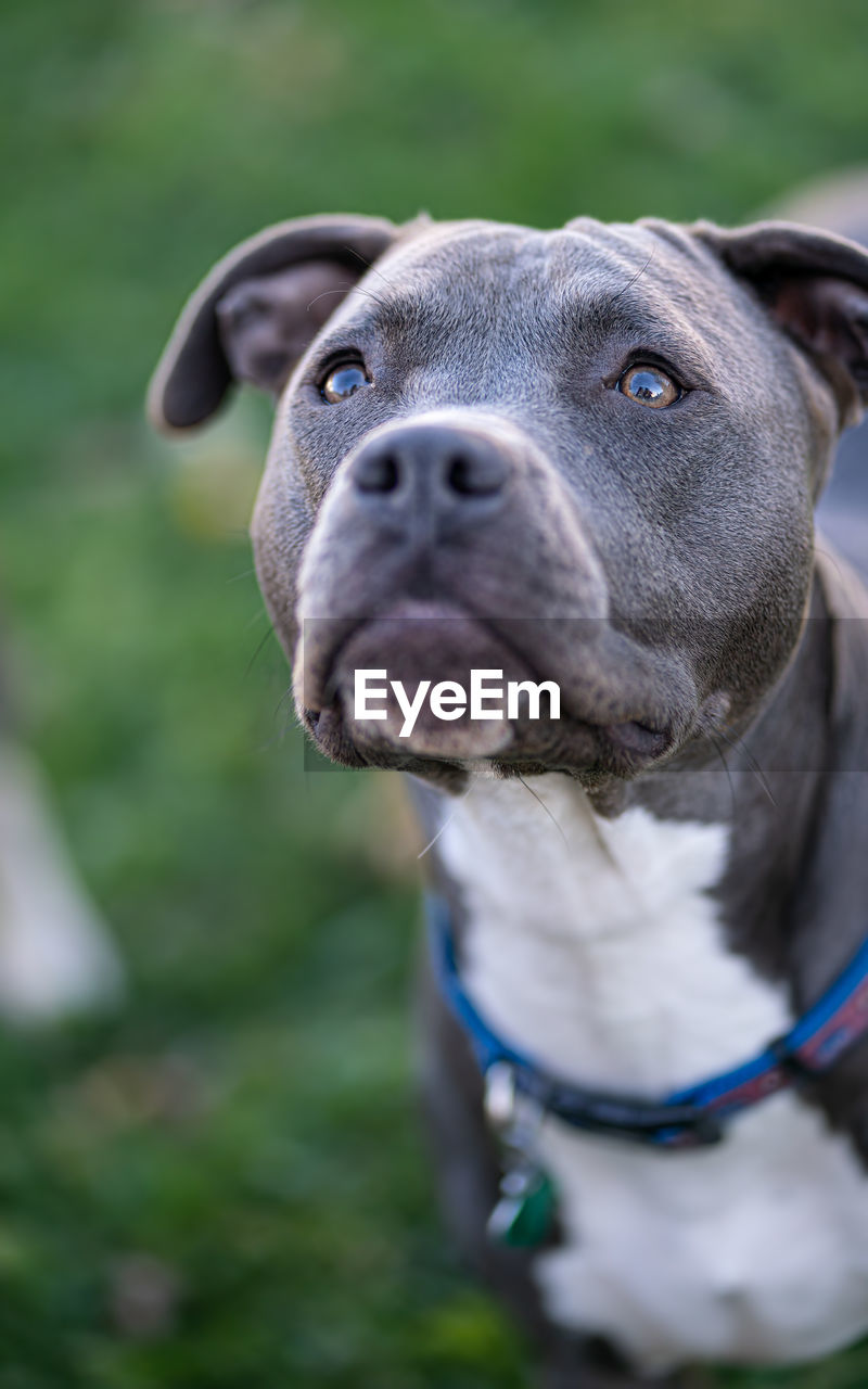 Close up of a pitbull puppy looking  up and patiently waiting 