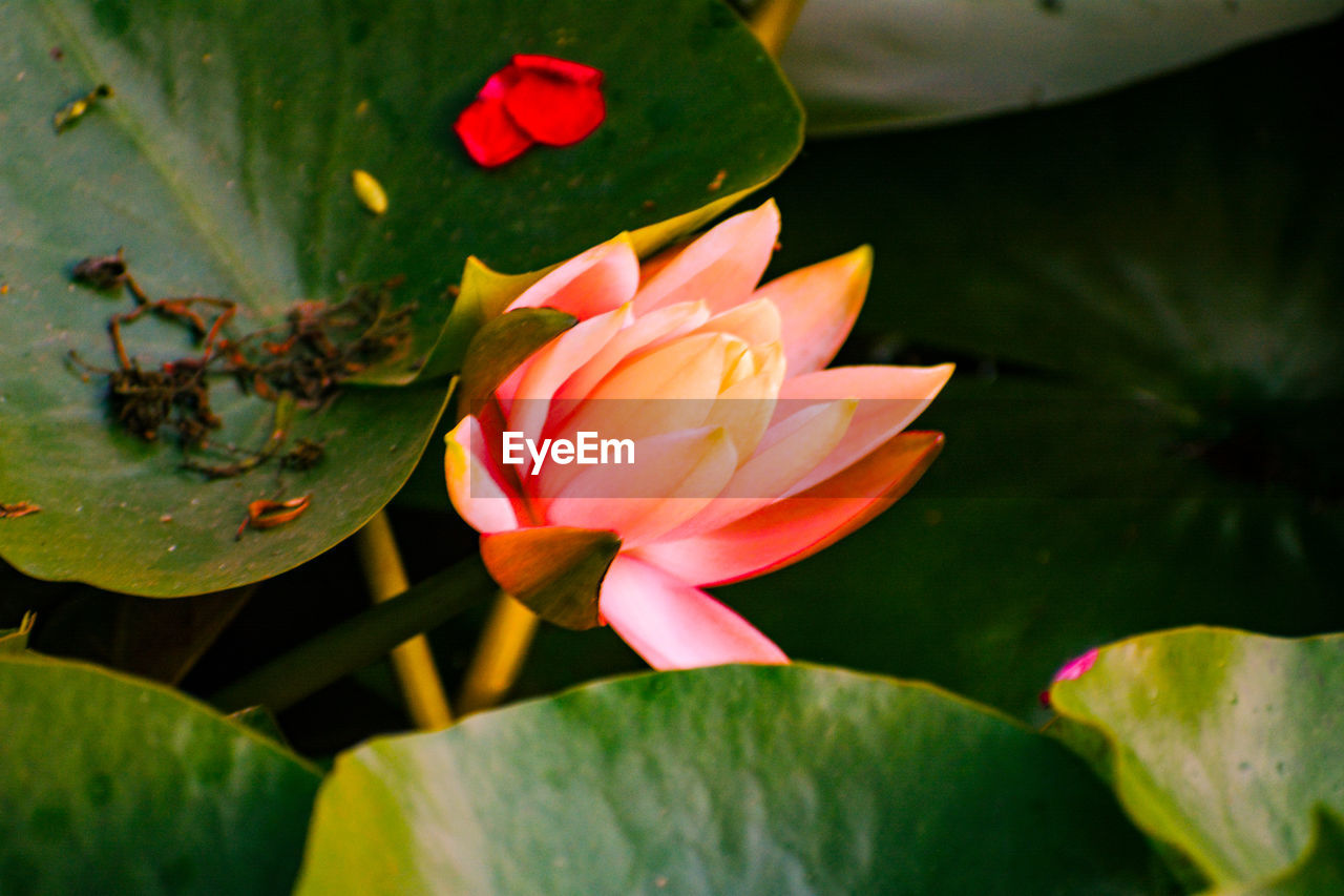 CLOSE-UP OF PINK LILY IN POND