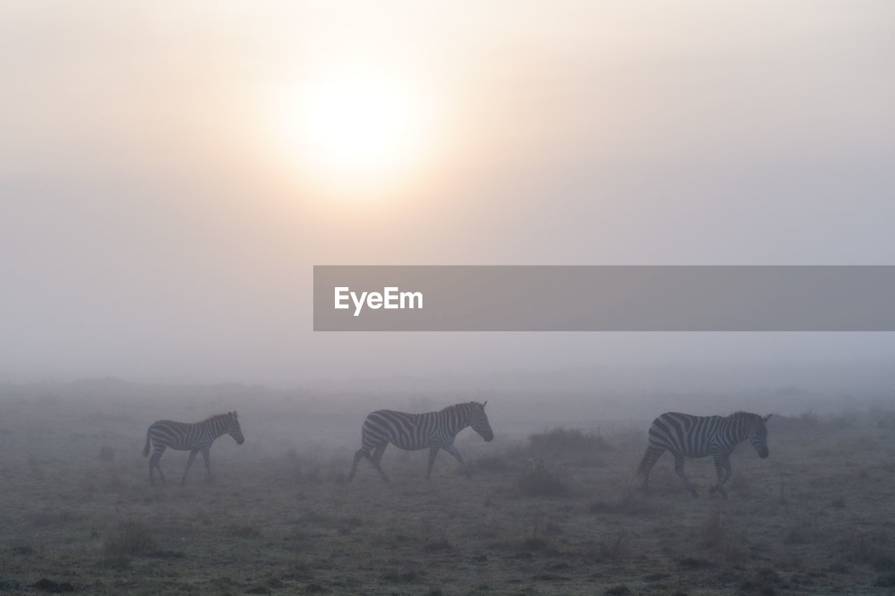 animal, animal themes, mammal, animal wildlife, group of animals, fog, horse, natural environment, wildlife, landscape, environment, mist, nature, sky, morning, domestic animals, horizon, plain, no people, steppe, herd, sun, mustang horse, land, beauty in nature, silhouette, outdoors, twilight, grass, livestock, walking, back lit, scenics - nature, safari, field, grassland, sunrise, dawn, full length