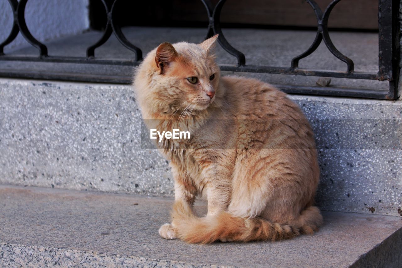 Portrait of ginger cat sitting outdoors