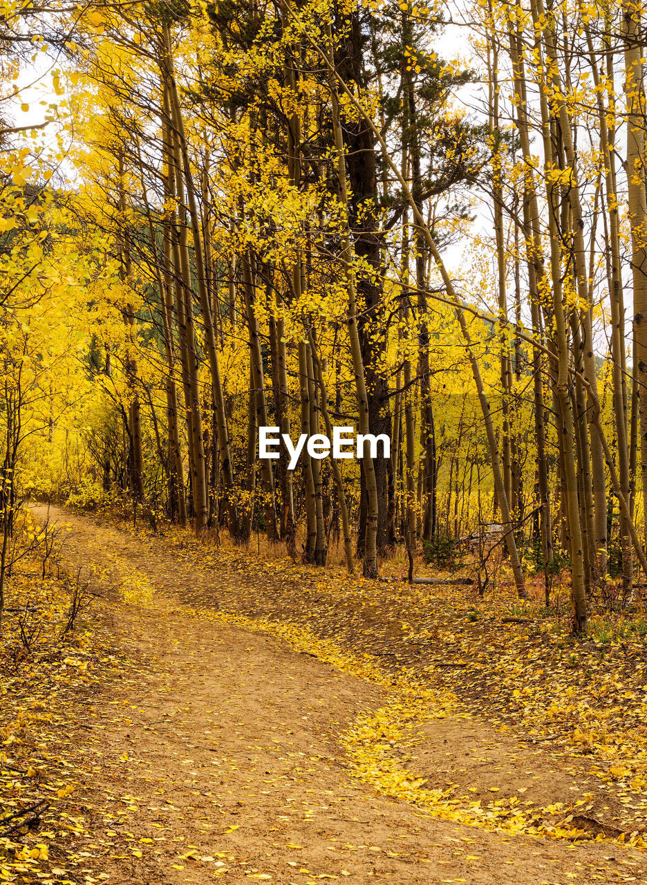 Narrow pathway along trees on landscape