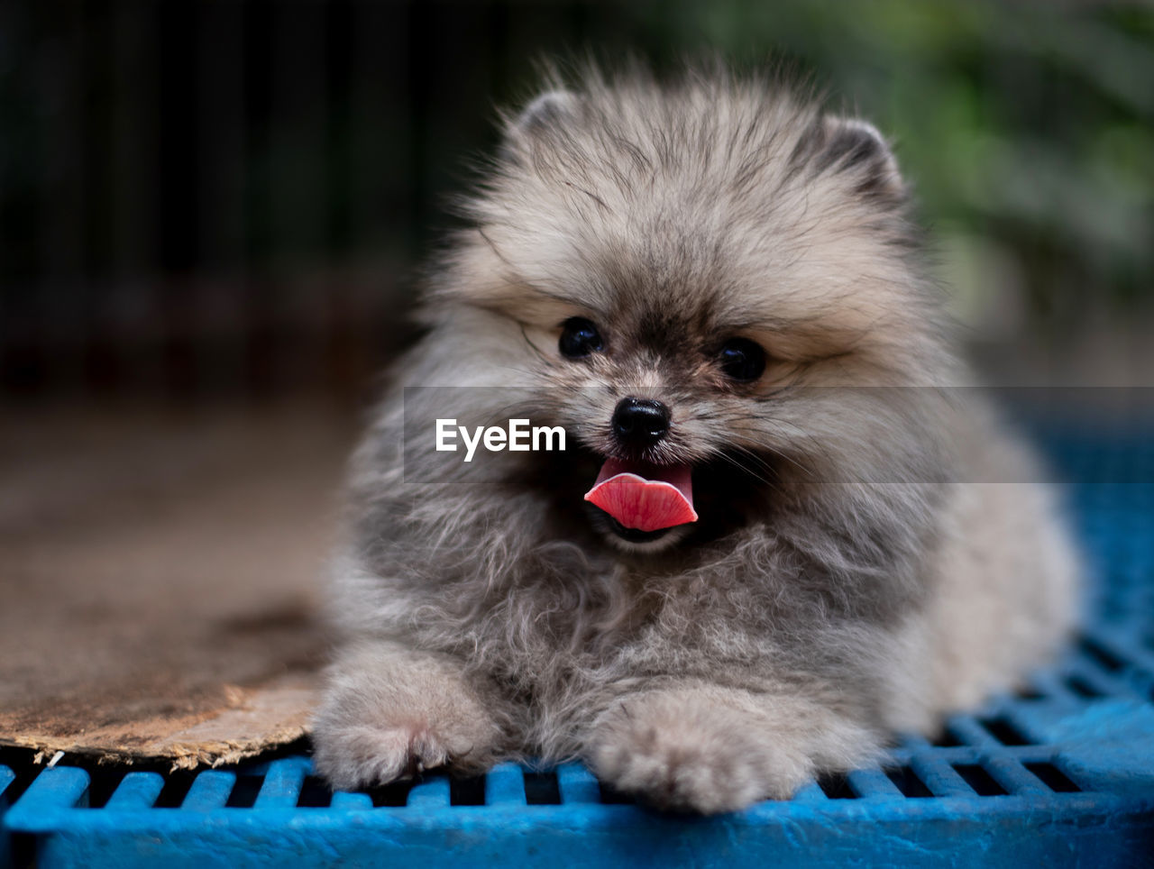 Dark brown fluffy pomeranian puppy lying in the cage with smile