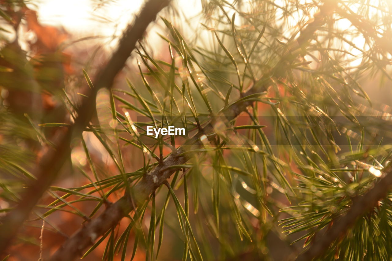 CLOSE-UP OF TREE