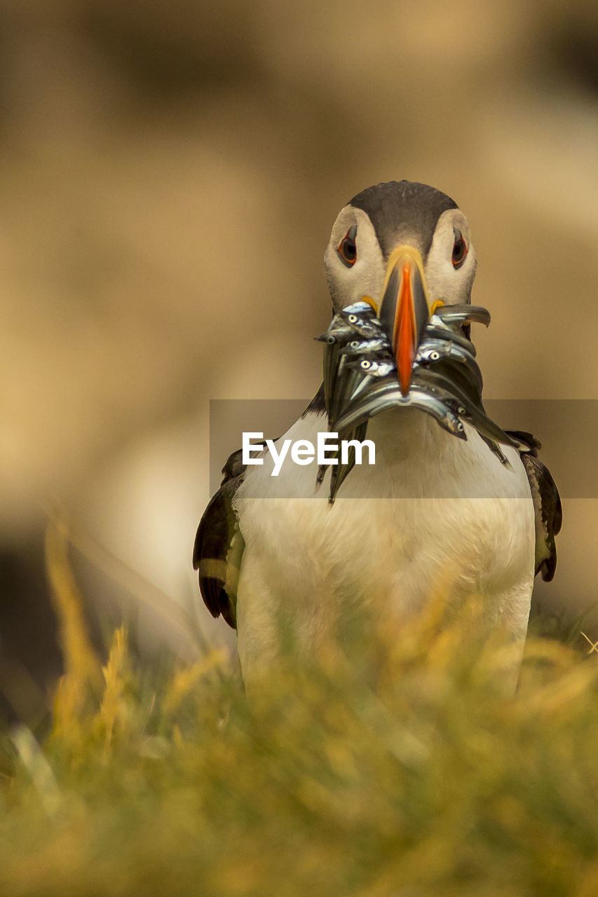 Portrait of puffin hunting fishes on field