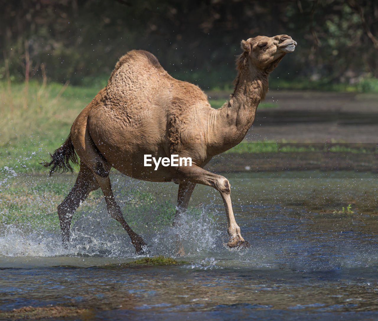 Camel  standing in water