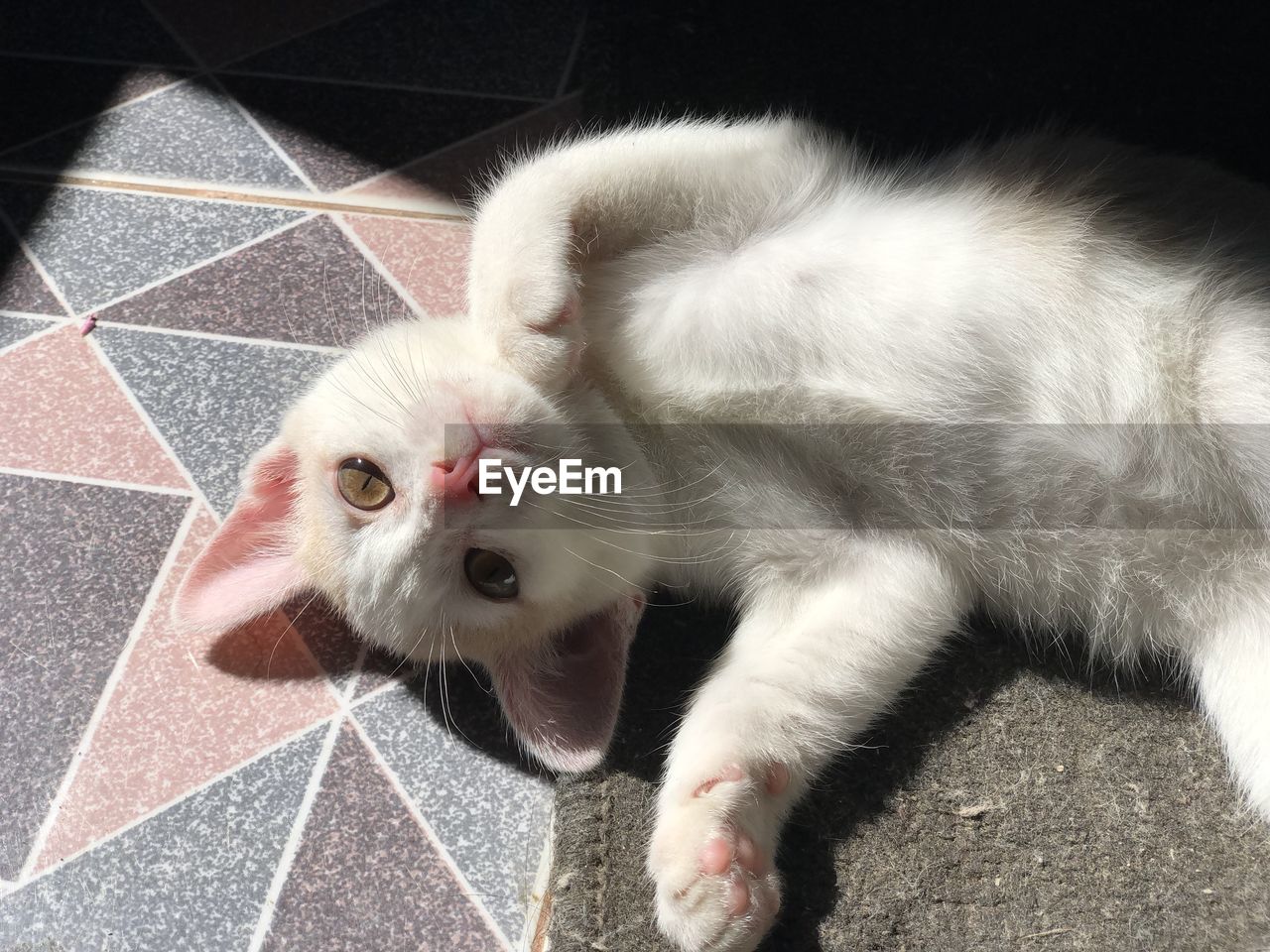 CLOSE-UP PORTRAIT OF CAT ON TILED FLOOR AT HOME