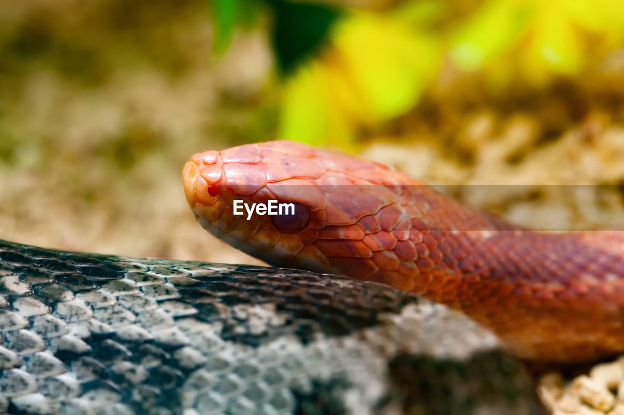 Red corn snake or pantherophis guttatus