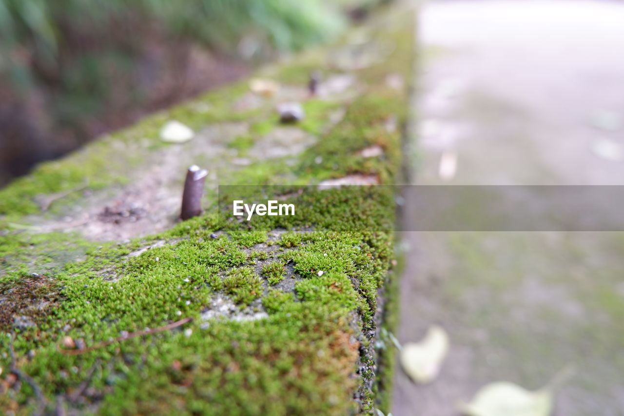 Close-up of moss growing of stone wall