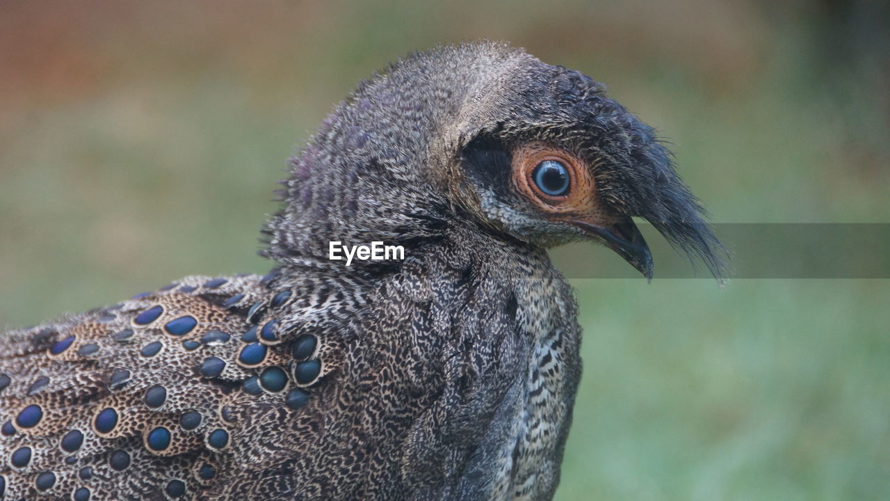 Close-up of a bird