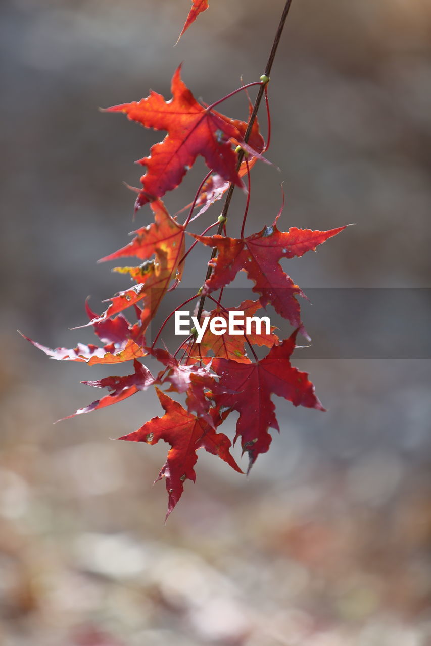 CLOSE-UP OF RED MAPLE LEAVES ON TWIG
