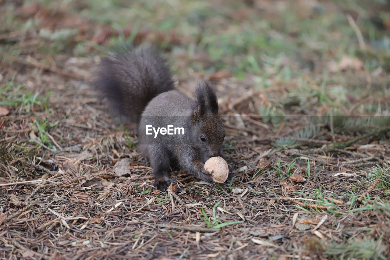 CLOSE-UP OF SQUIRREL