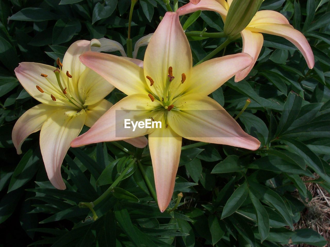 Close-up high angle view of flower