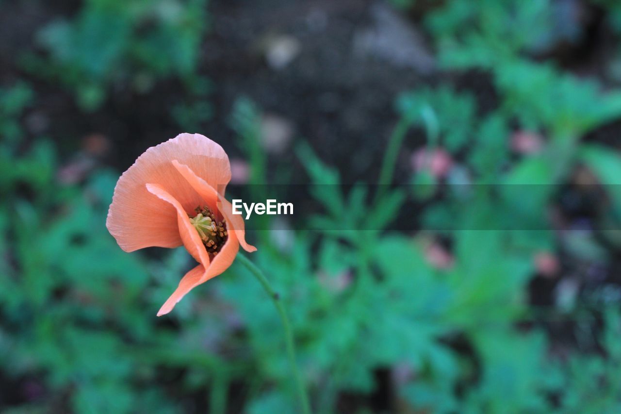 Close-up of orange flower blooming in park