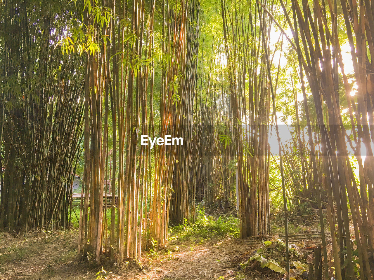 Bamboo plants at forest