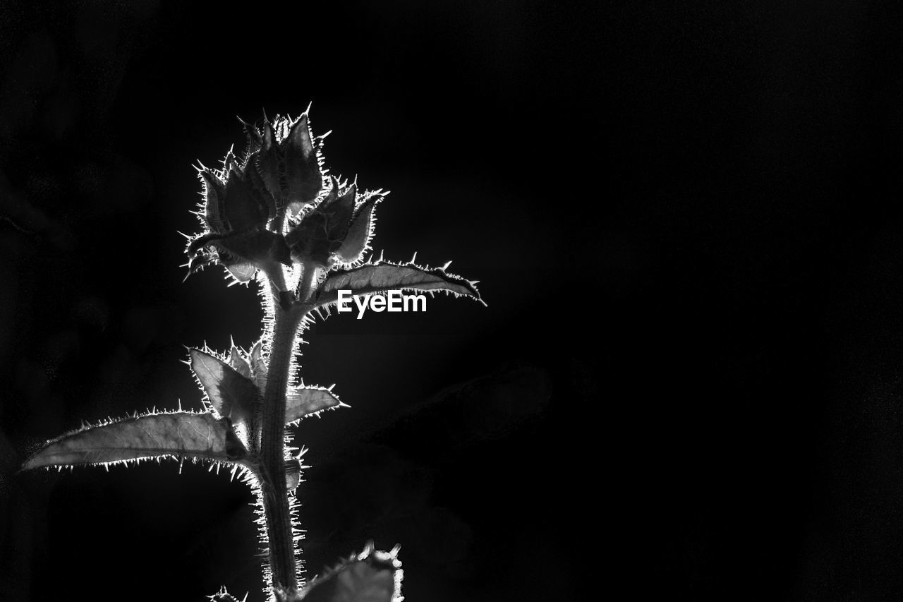 Low angle view of fireworks against sky at night