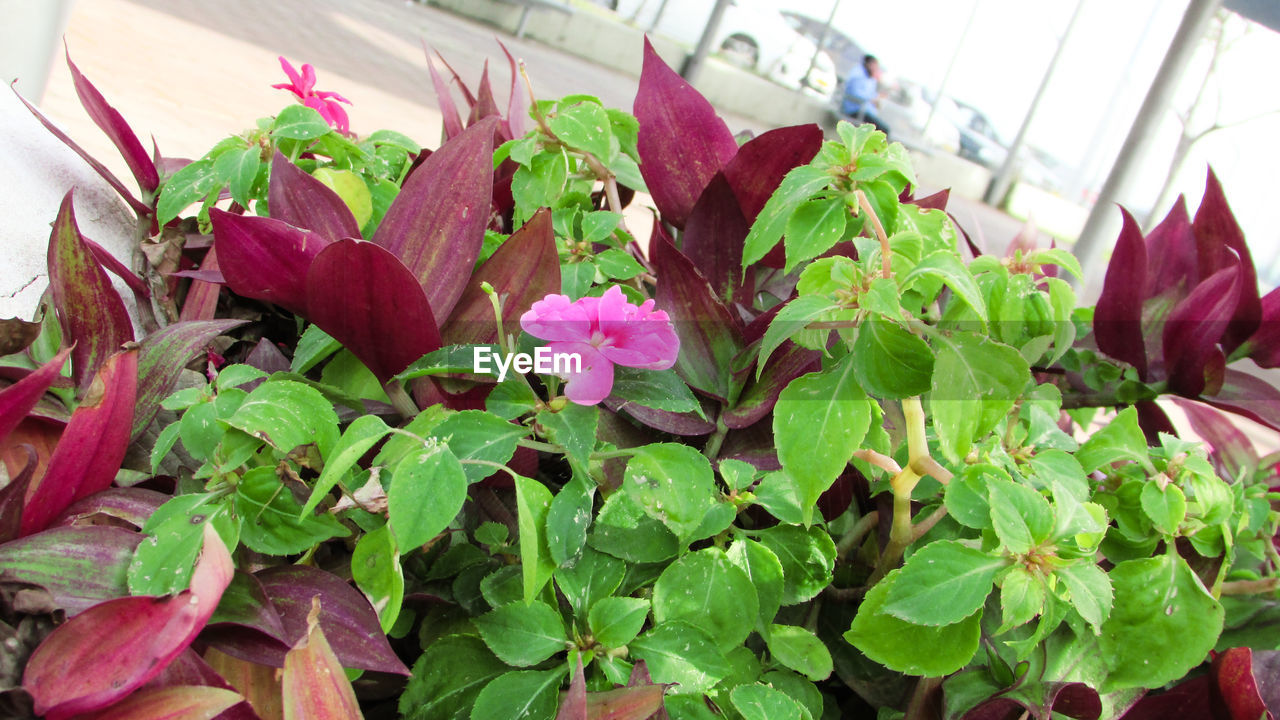 CLOSE-UP OF PINK FLOWERS