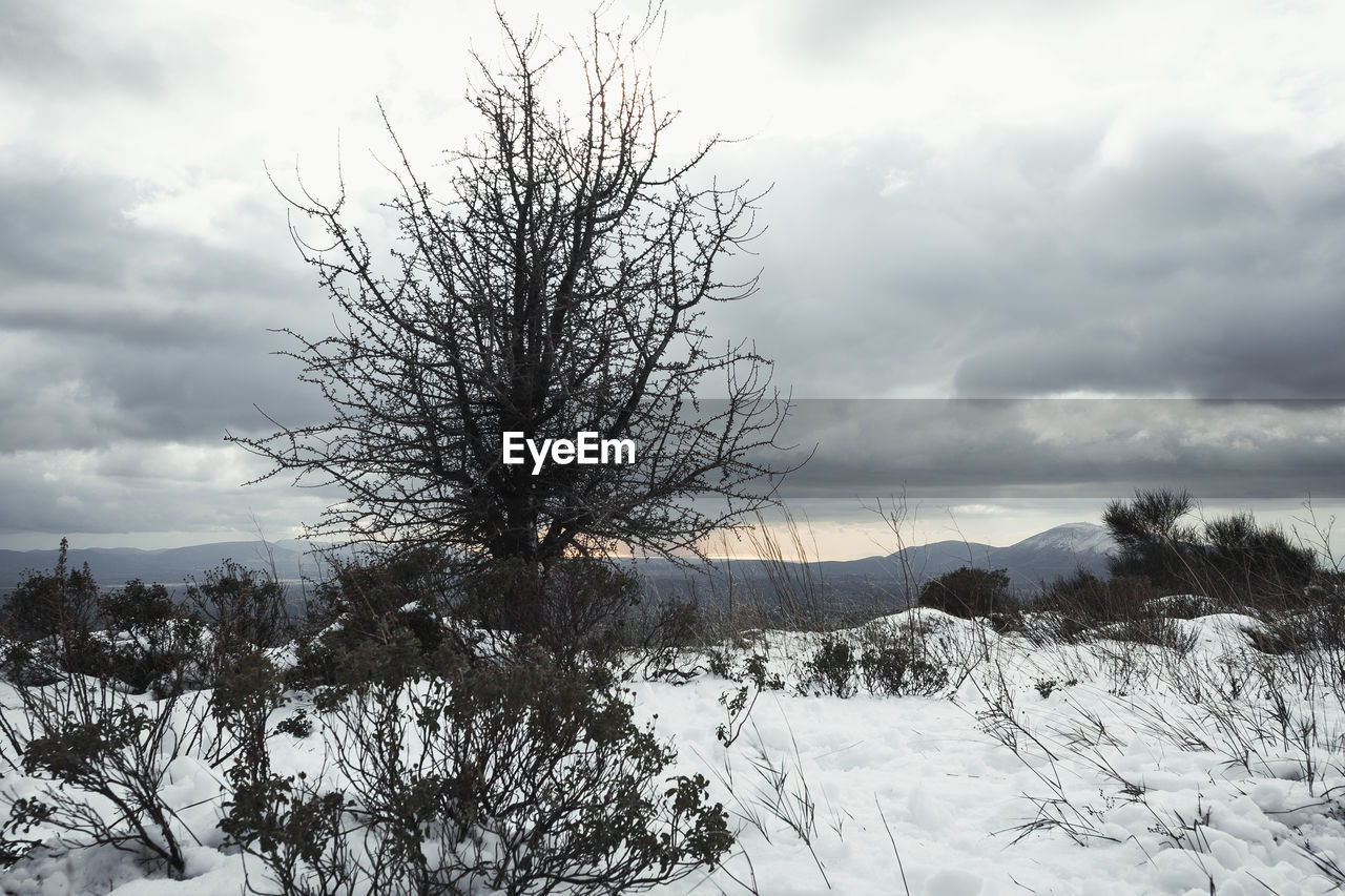 BARE TREE ON SNOW COVERED LAND AGAINST SKY