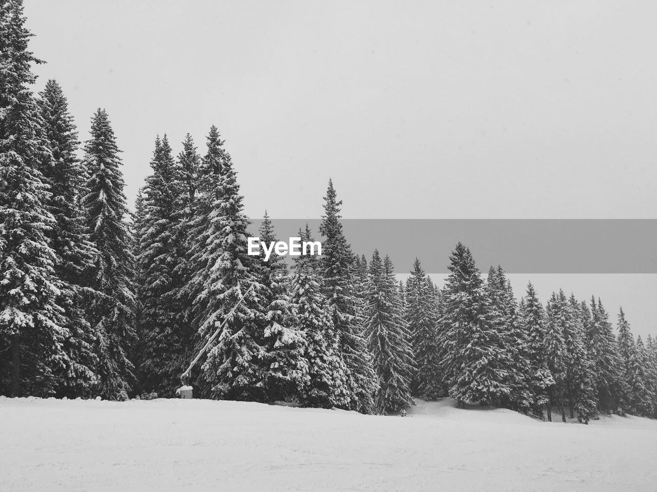 Trees in forest against clear sky during winter