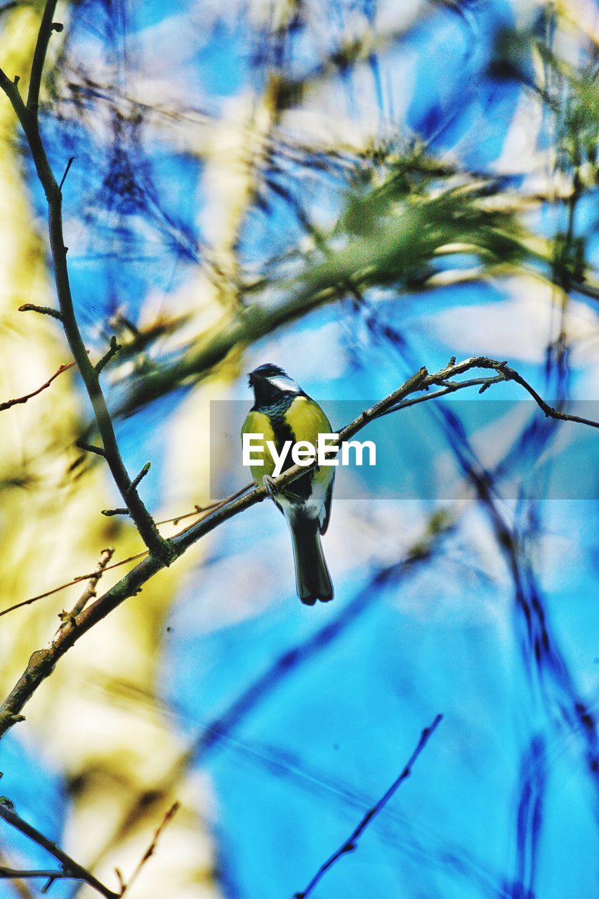 Close-up of great tit perching on branch