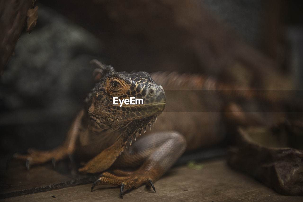 Close-up of a lizard