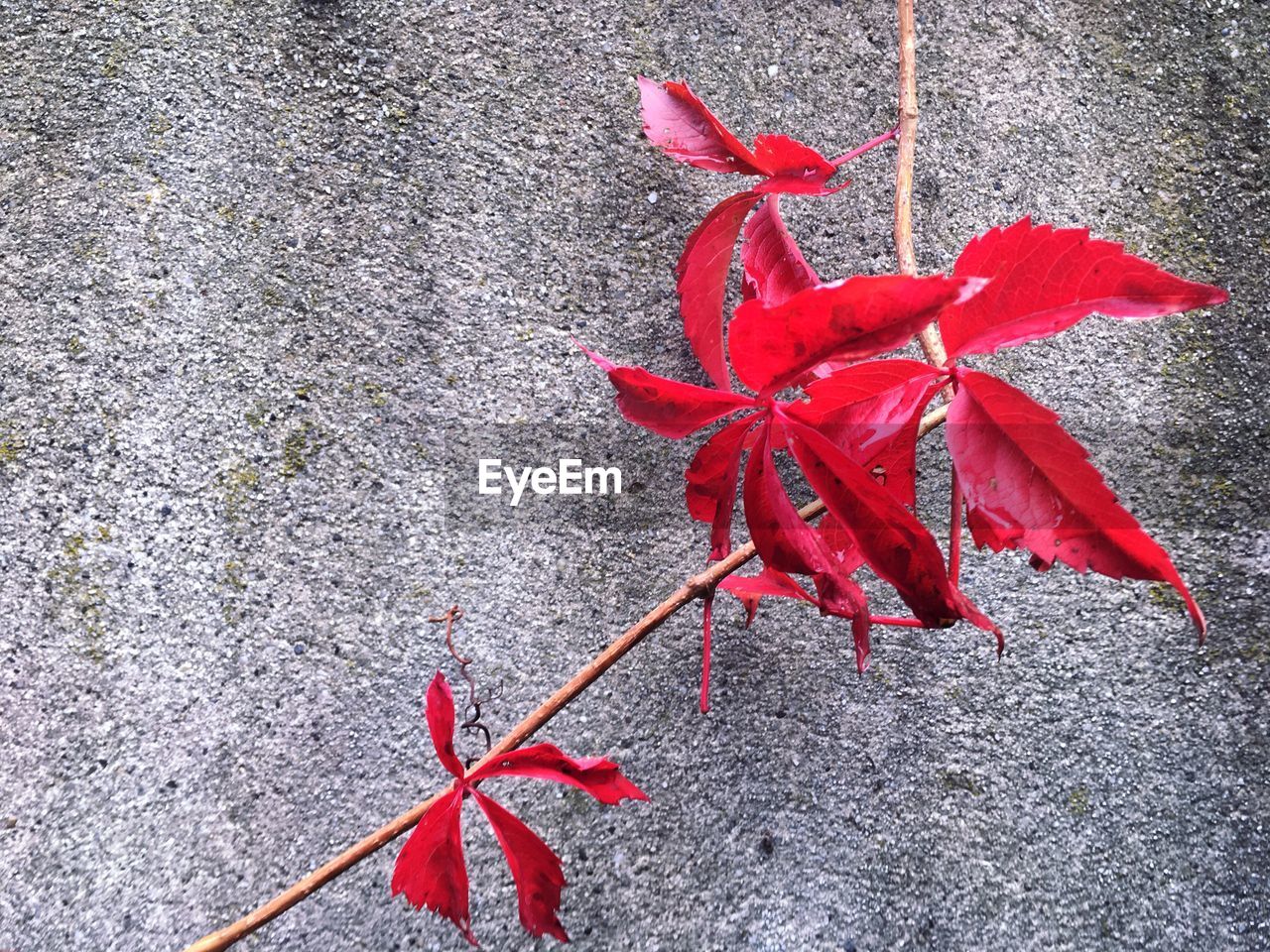 Close-up of red leaves