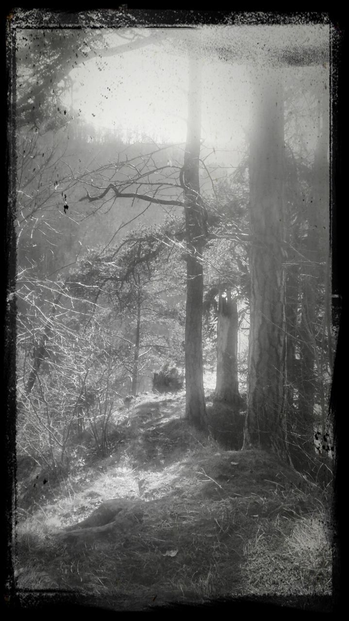 VIEW OF TREES IN FOREST