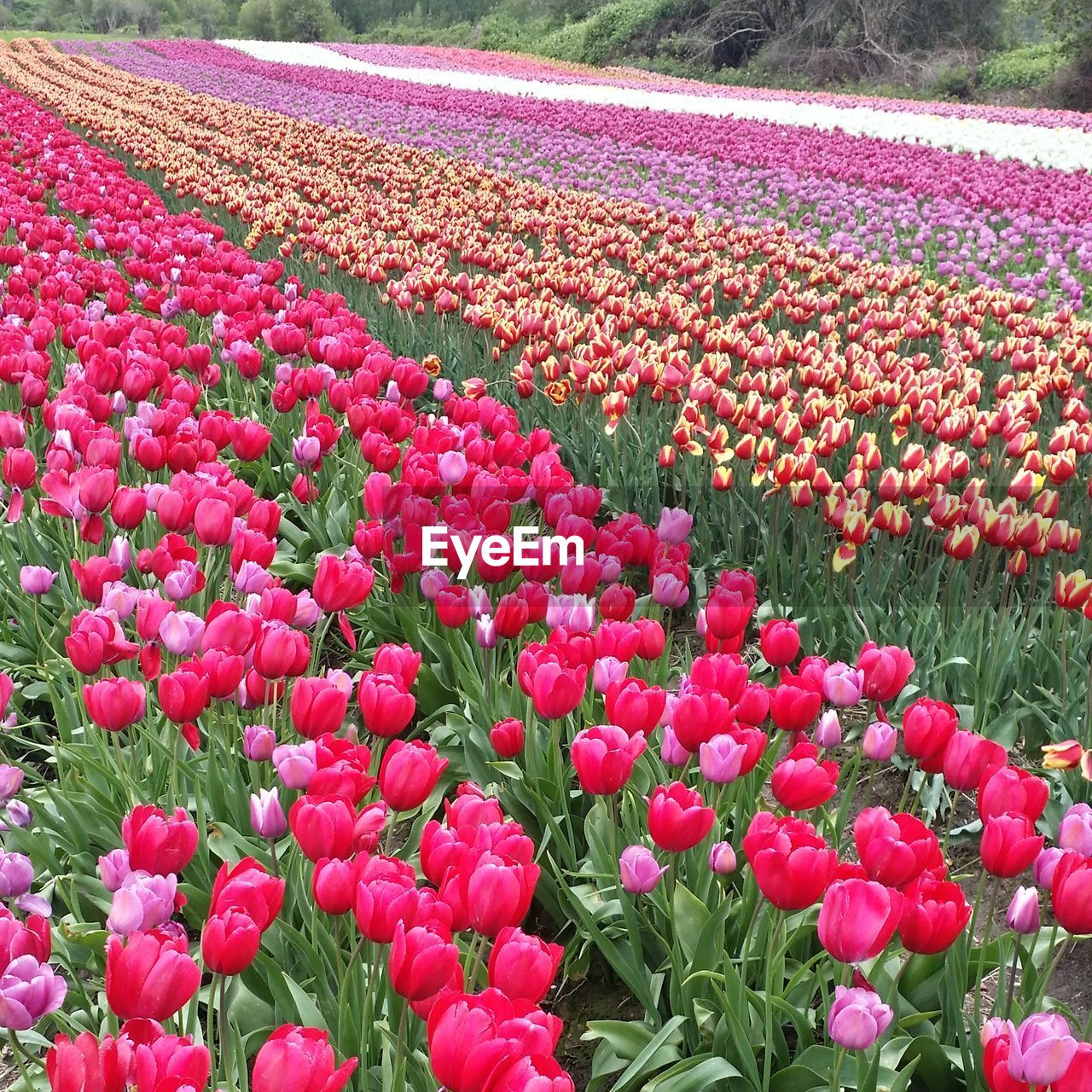 PINK FLOWERS BLOOMING ON FIELD