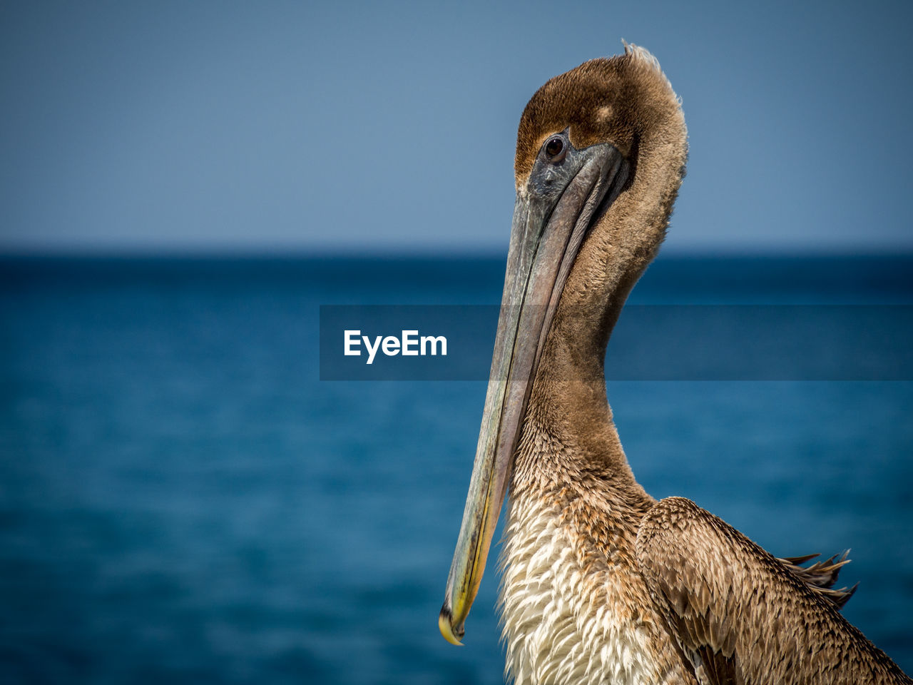 Close-up of pelican by sea